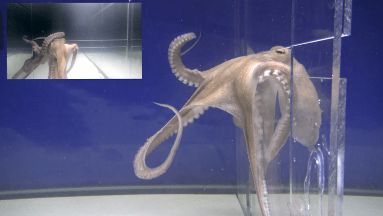 Octopus Squeeze Challenge