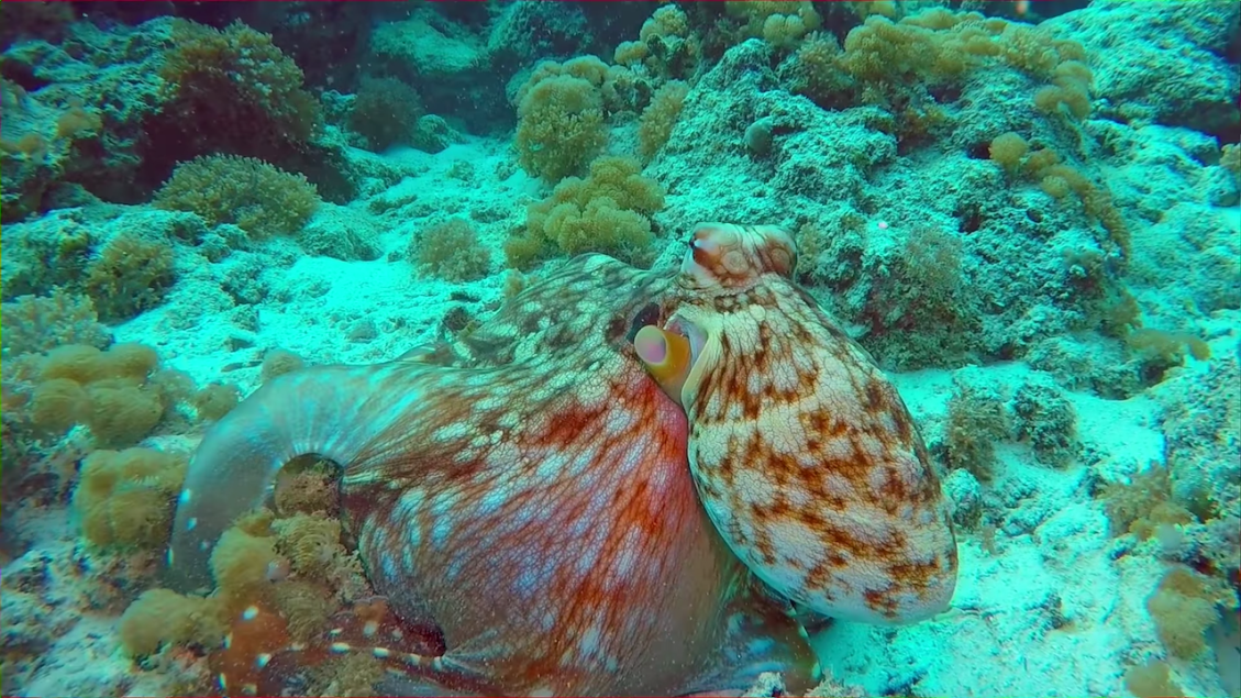 Octopus changes color, texture and shape