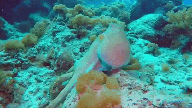 Octopus Changing Colors