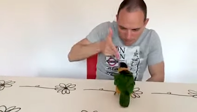 Parrot Pretends to be Dead When Human Fakes Gun Shot