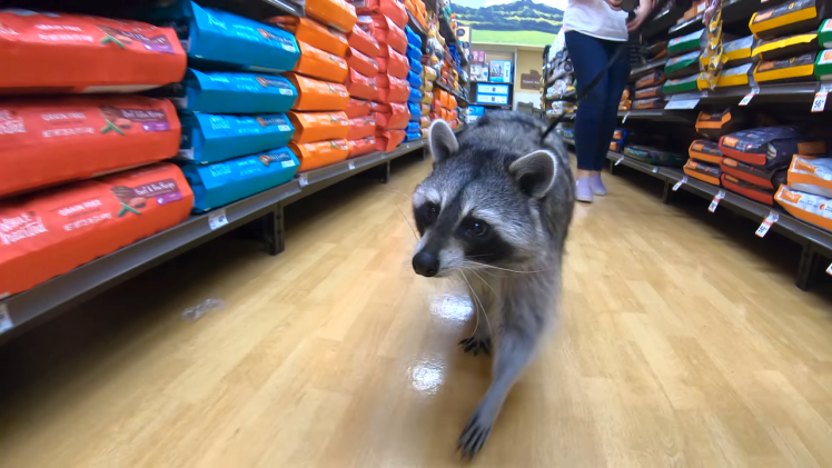 Raccoon Shopping at Pet Store