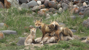 Red Fox Mom and 13 Babies
