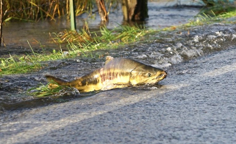 Skokomish River Salmon Crosses Road