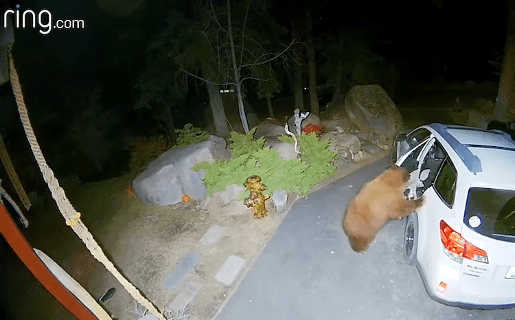 Tahoe Bear Opens Minivan Jumps Into Back Seat