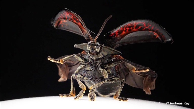 Tortoise Beetle Taking Flight Slow Motion