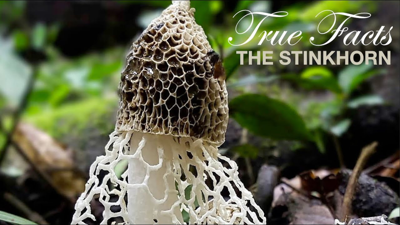 True-Facts-Stinkhorn.jpg