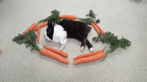 Waking Bunny With Carrots