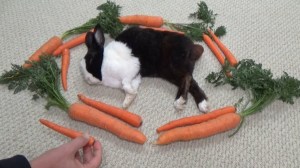 Waking Sleeping Bunny With Carrots