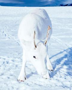 Albino Reindeer