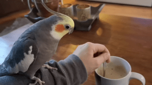 Bird Helps to Stir Morning Coffee