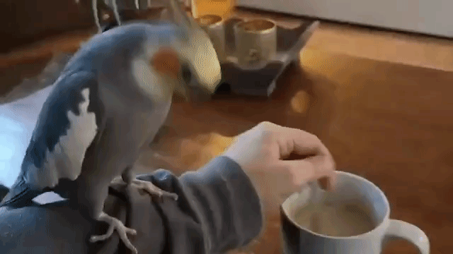 Cockatiel Helps Stir Coffee