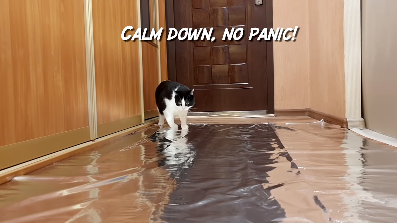 Will a Cat Walk Across an Aluminum Foil Floor?