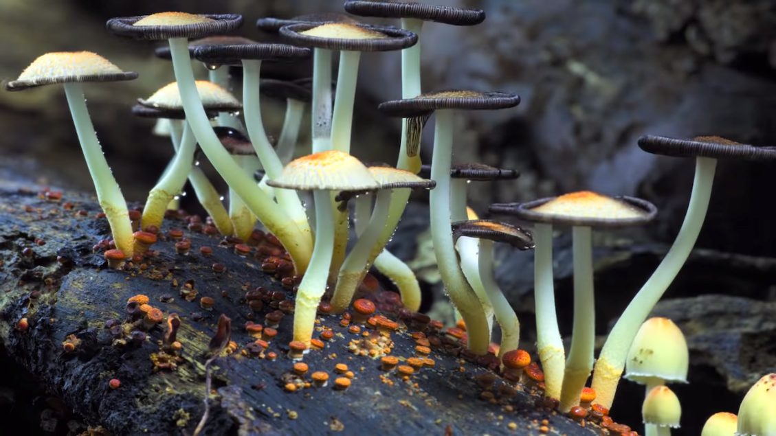 Fantastic Fungi