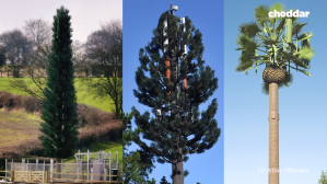 How Fake Cell Tower Trees Took Over America