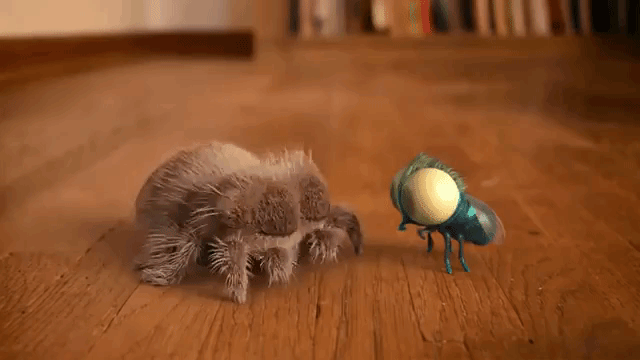 Lucas the Jumping Spider