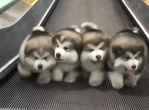 Puppies Stroll on Treadmill