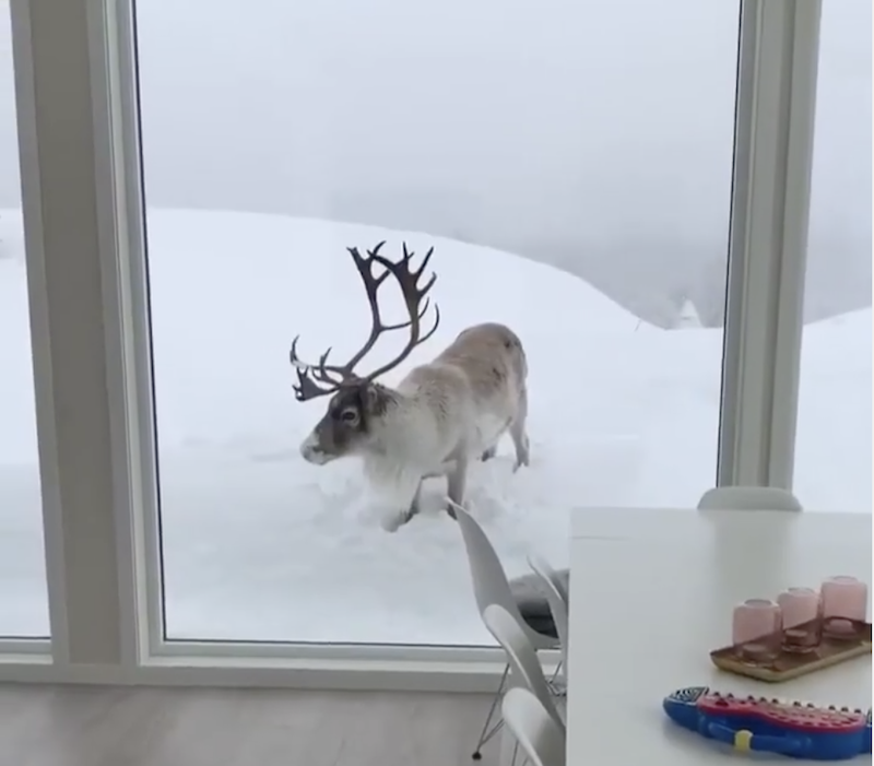 Reindeer-tries-to-come-in-from-the-Cold.