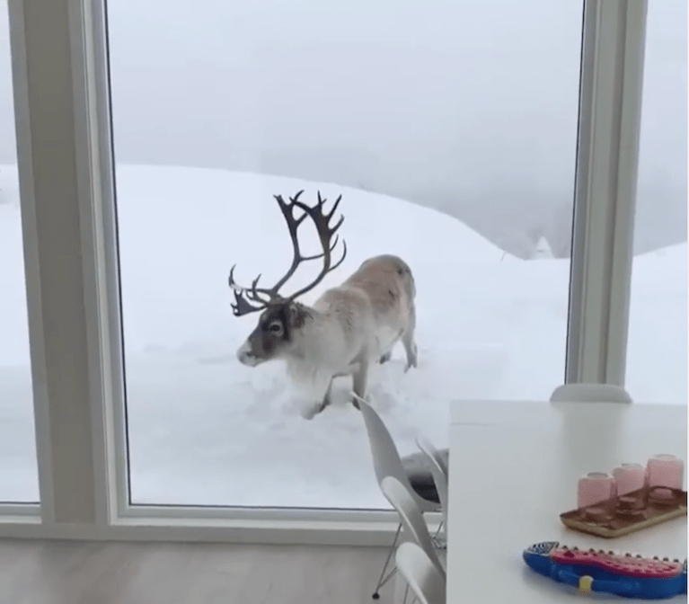 Reindeer tries to come in from the Cold