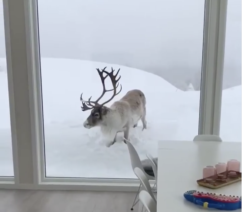 Reindeer tries to come in from the Cold
