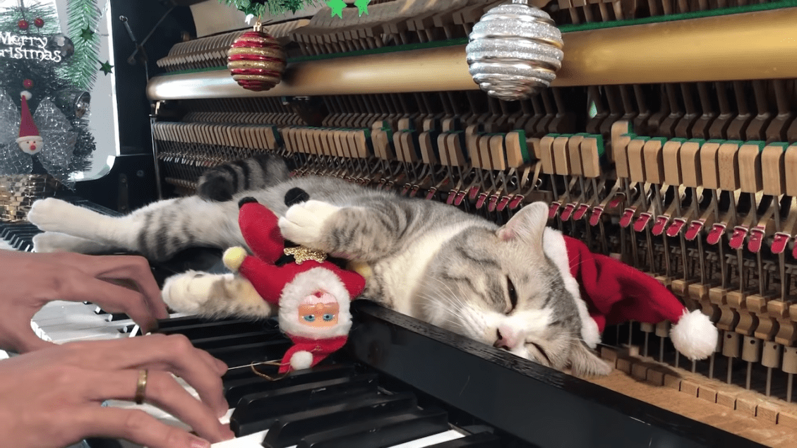 Santa Meow wish You a Merry Christmas Haburu Piano Cat