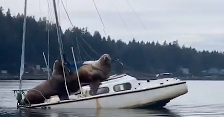 Two Enormous Sea Lions Almost Sink the Small Boat That's Giving Them a