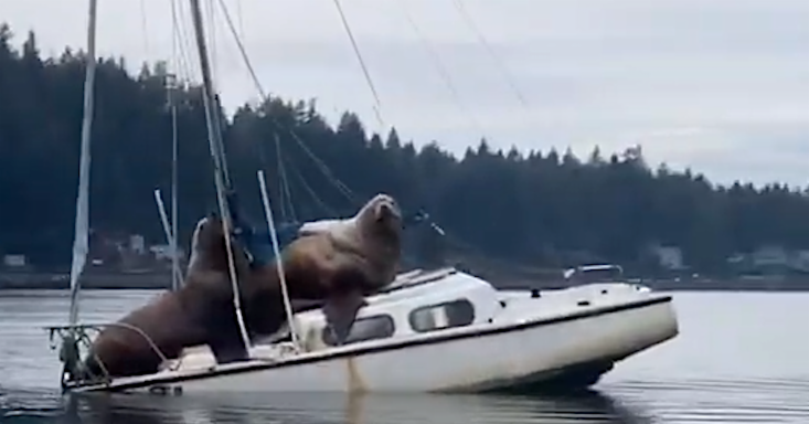 Sea Lions on Sinking Small Boat