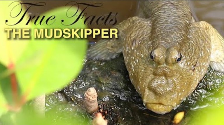 True Facts The Mudskipper