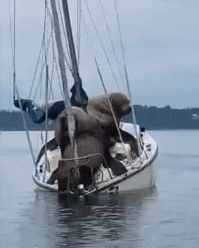 Two Sea Lions on a Boat