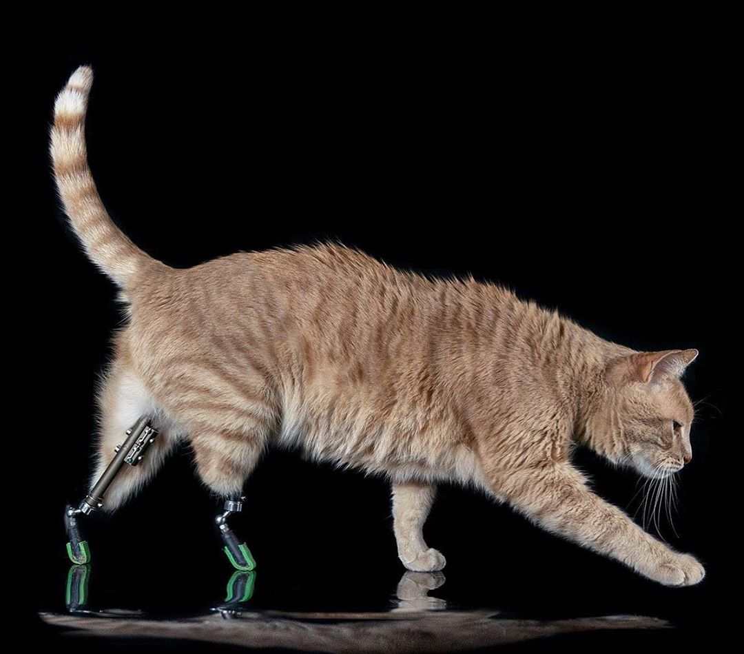 Vituzzo Superstar Bionic Cat