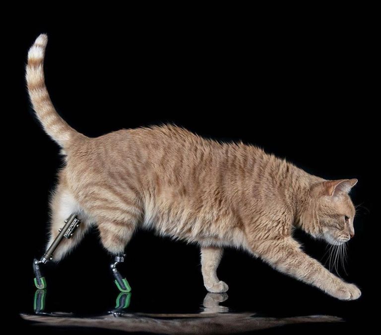 Vituzzo Superstar Bionic Cat