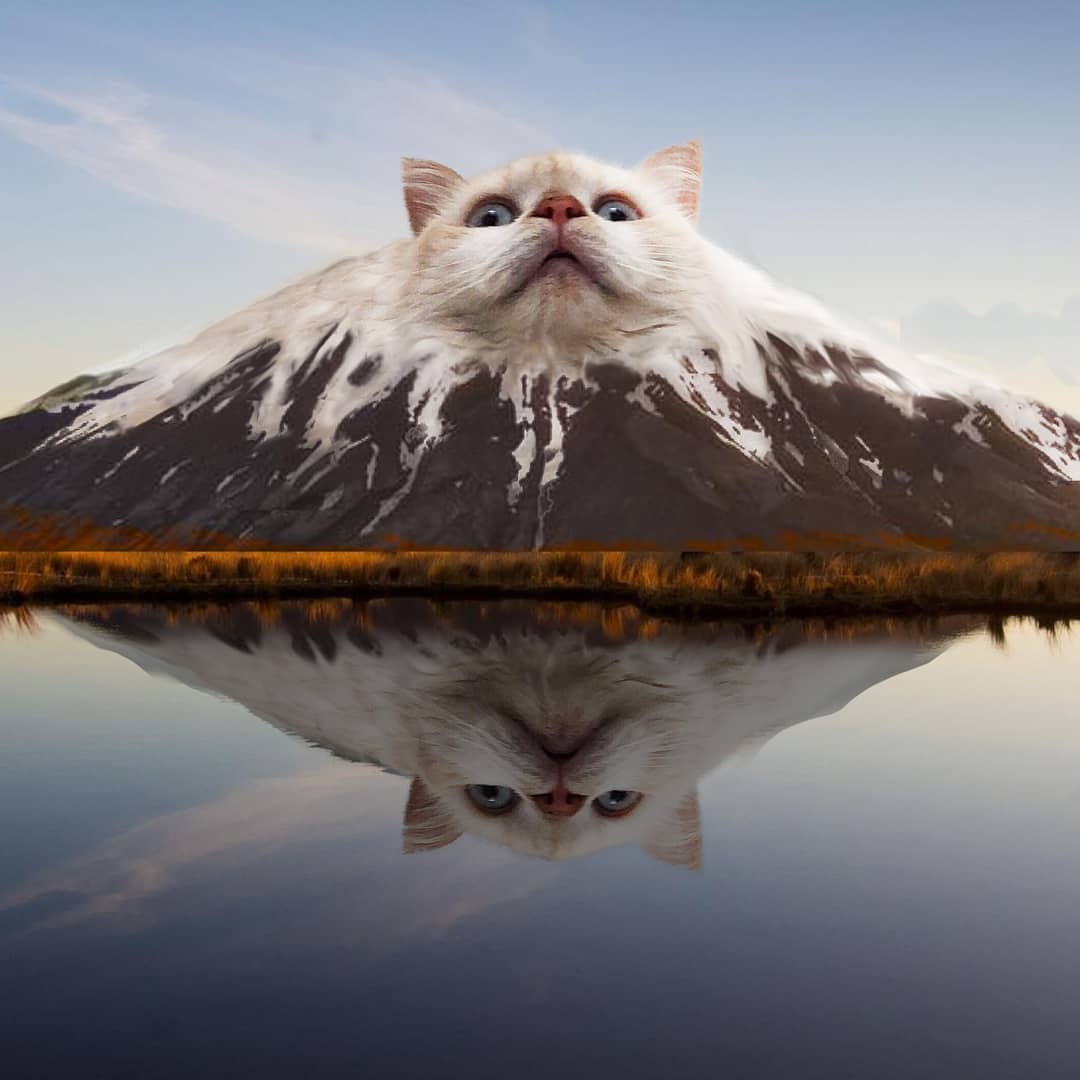 An Amusing Photoshop Series That Seamlessly Inserts Random Animals Into  Photos