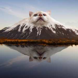 cat mountain animalsinthings