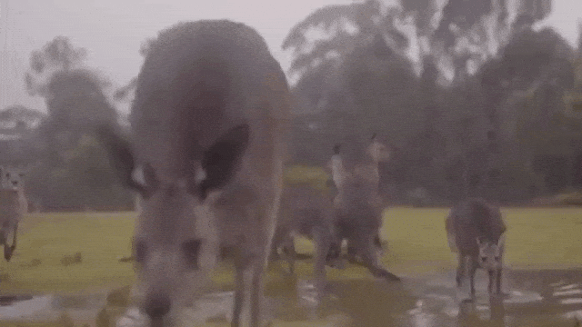 Australian Animals Welcome Rain