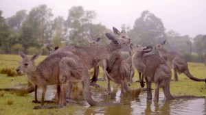 Australian Animals Welcome Rain