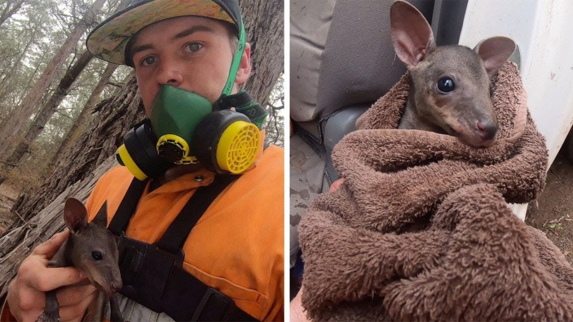 Australian Firefighter Saves Baby Kangaroo Joey