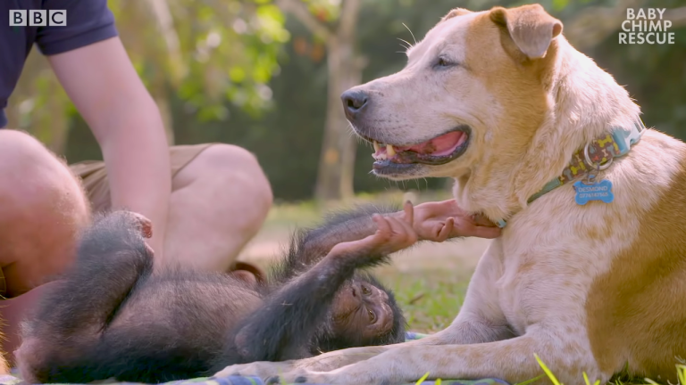 Baby Chimp and Dog