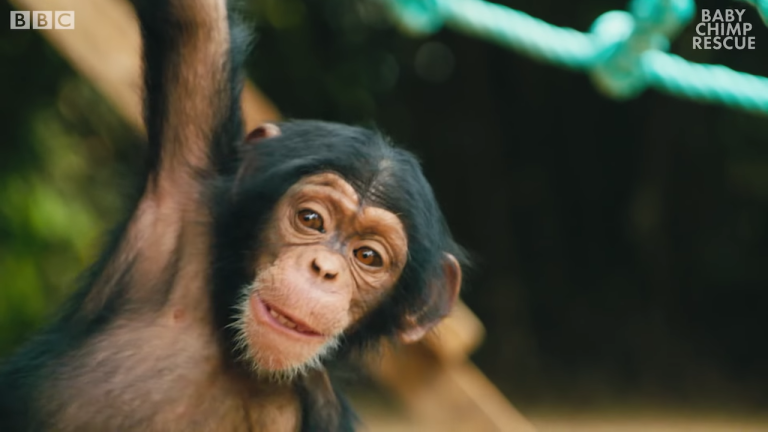 Baby Chimps Learn How To Climb