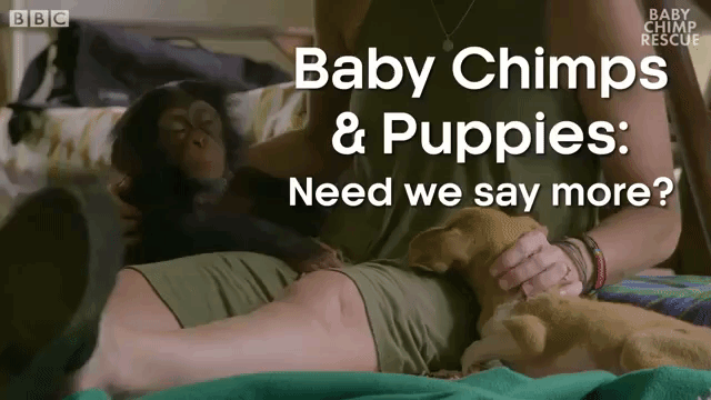 Baby Chimps and Puppies