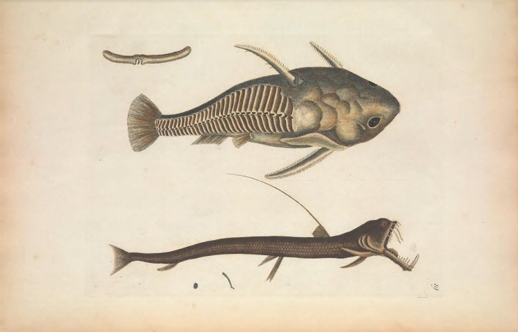 Biodiversity Heritage Library Angler Fish