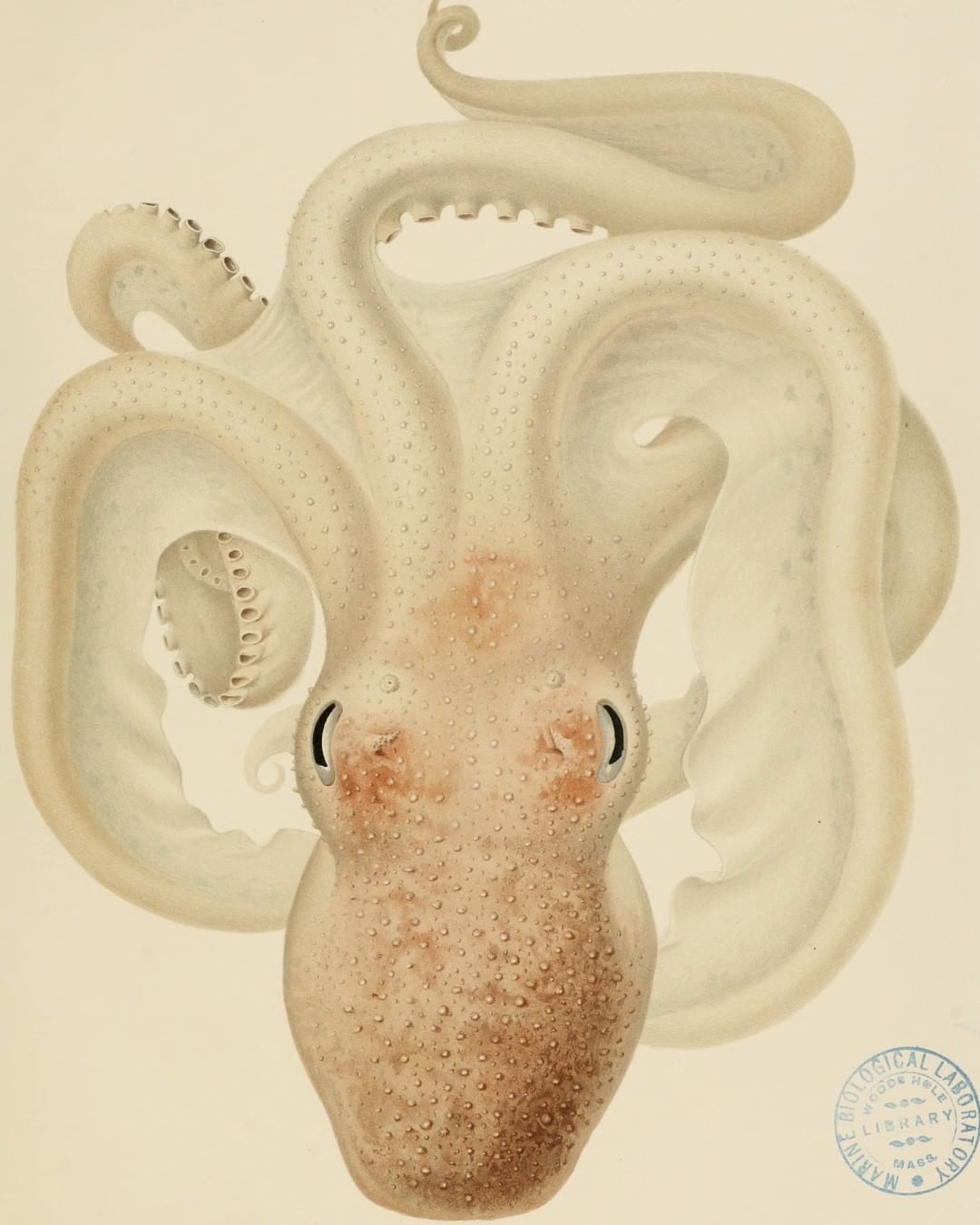Biodiversity Heritage Library Octopus