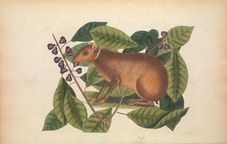 Biodiversity Heritage Library Small Mammal