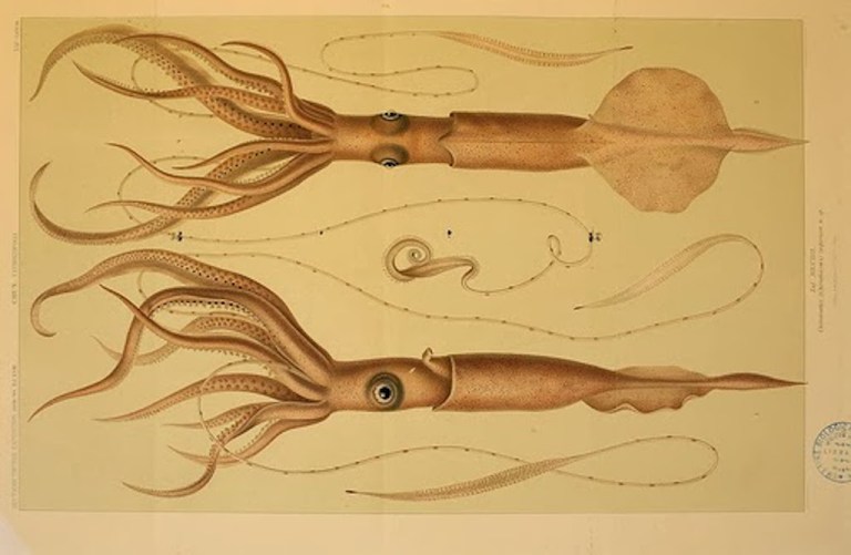 Biodiversity Heritage Library Squid