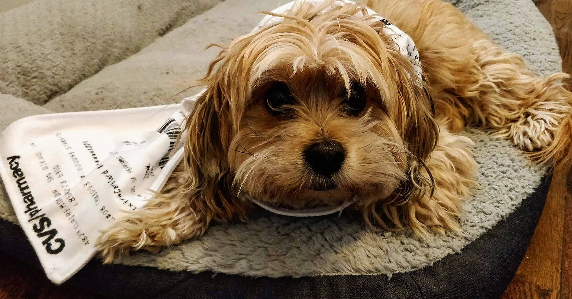 Cozy Fleece Scarf That Looks Like a Giant CVS Receipt