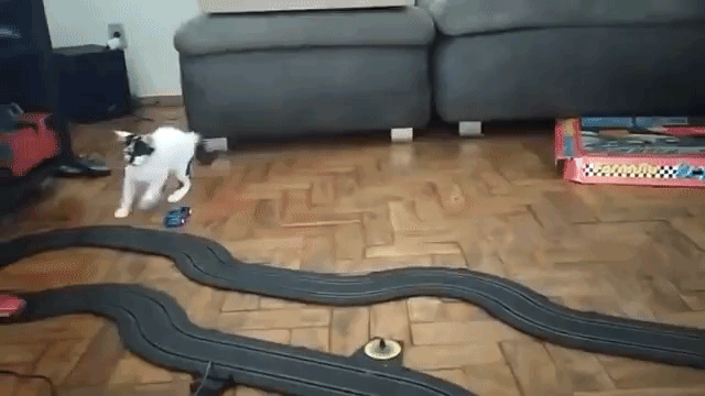 Cat Chases RC Slot Car