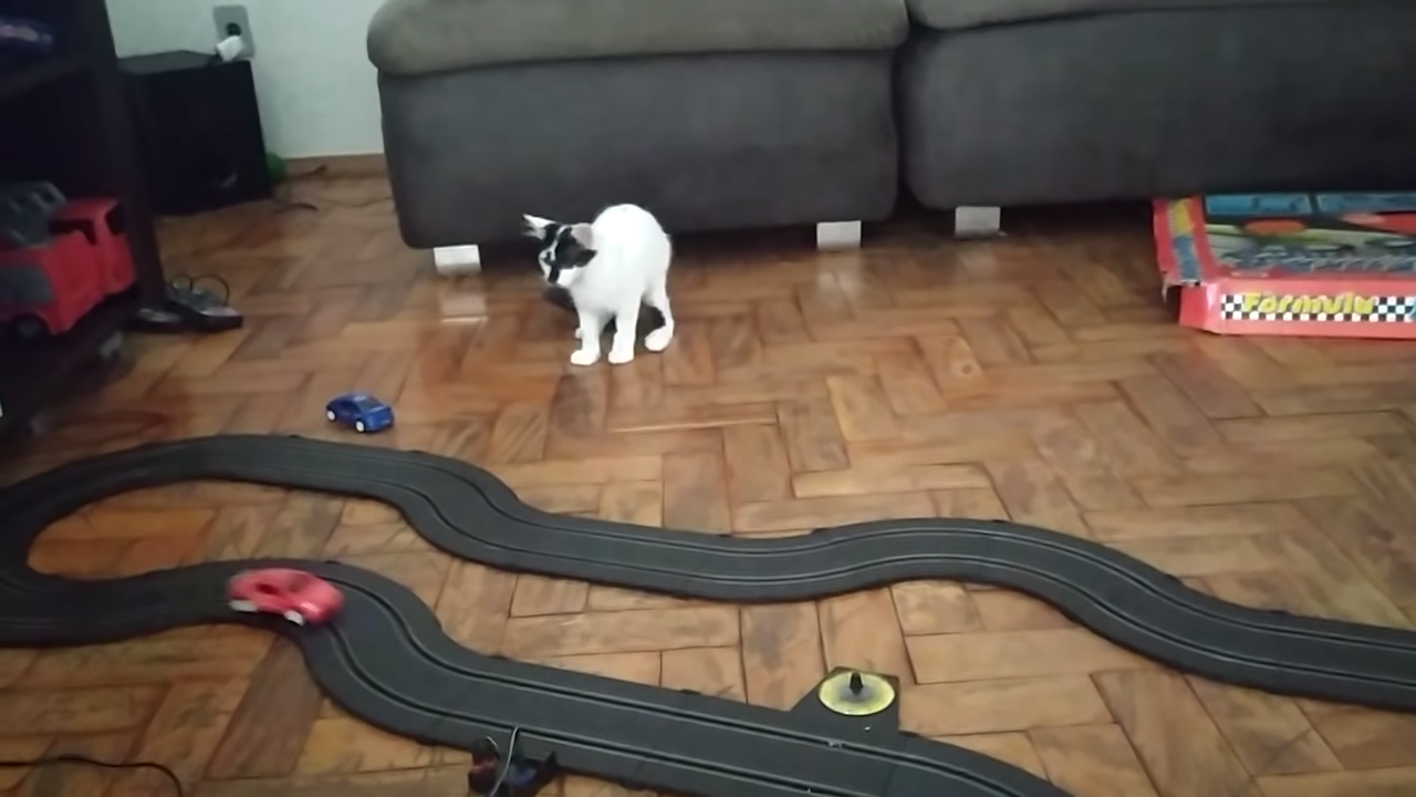 Cat-Tries-to-Catch-Slot-Car.png