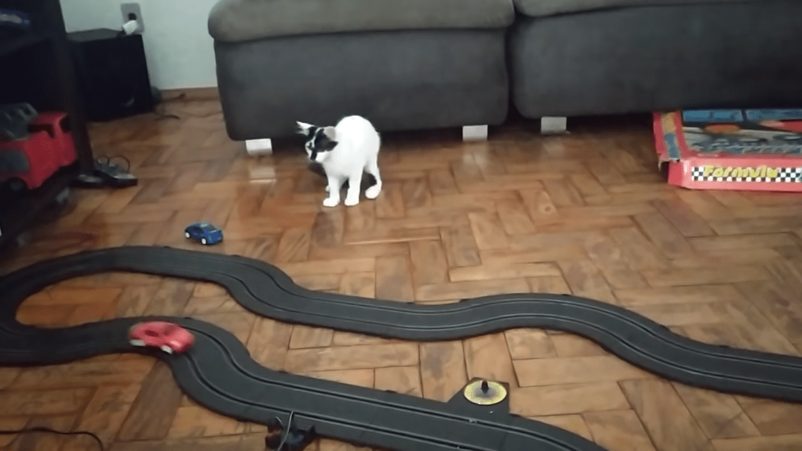 Cat Tries to Catch Slot Car