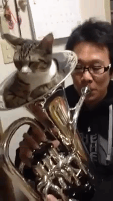 Cat Woken Inside Horn