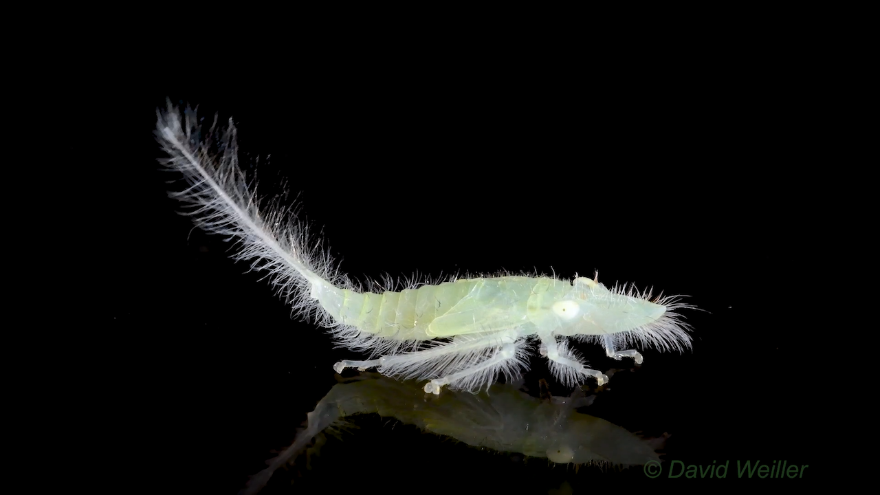 Dance-of-a-Leafhopper-Nymph-.png