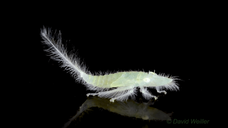 Dance of a Leafhopper Nymph