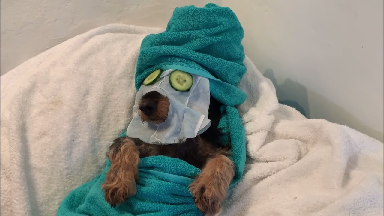 Doxie Face Mask